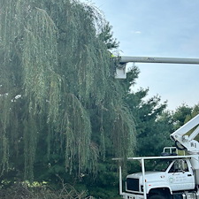 Plant-Health-Care-for-Weeping-Willow-Diseased-Oak-and-Crape-Myrtle-Pruning-in-Queen-Anne-MD 10